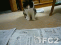 動画:ミュウと新聞紙