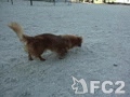 動画:ピコピコピコ