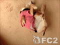 動画:仰向けでくねくねする犬・abby(8歳)